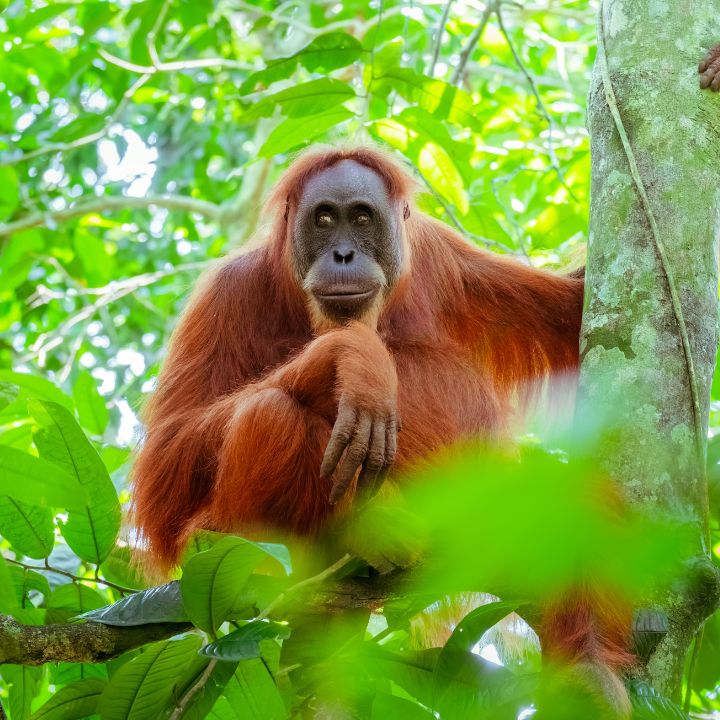 Encuentro con orangutanes en Borneo