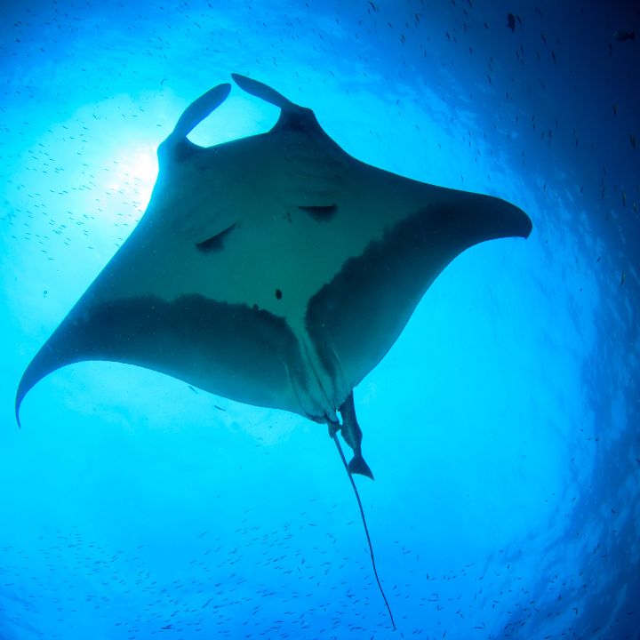 Buceo con mantarrayas en la Isla del Cayo