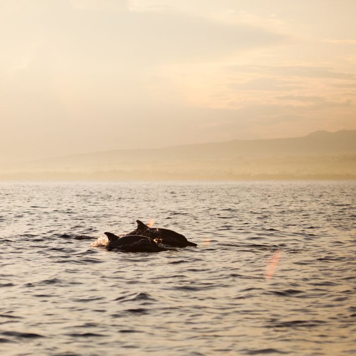 Encuentro con delfines al amanecer