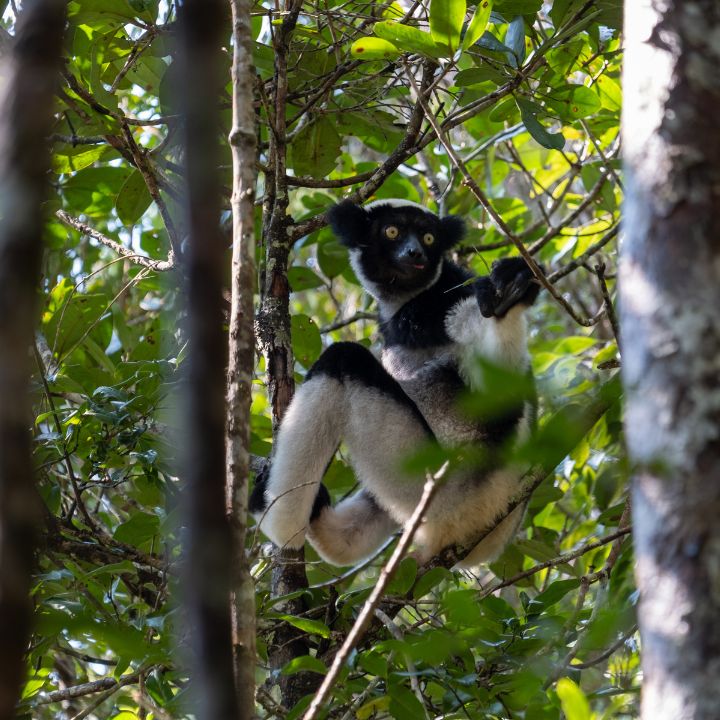 Encuentro con lémures en Andasibe