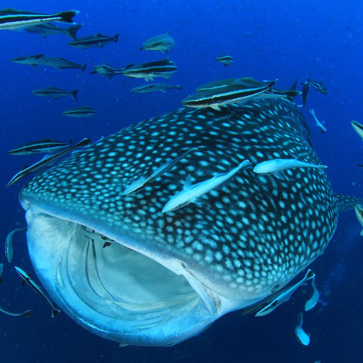 Snorkel con tiburón ballena