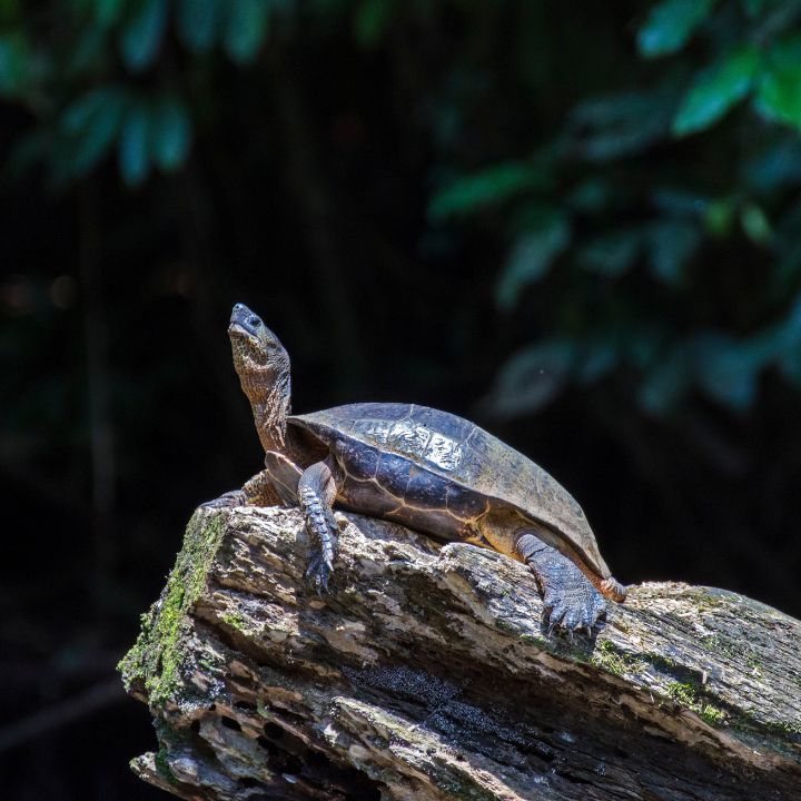 Observa las tortugas en Tortuguero